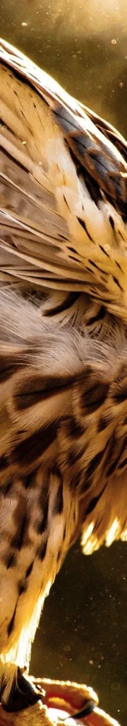 Brandability Badoca 1